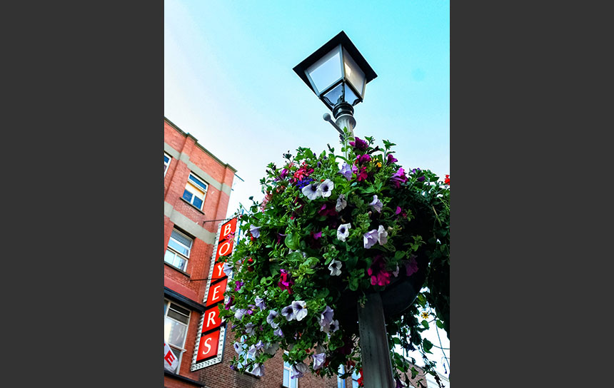 ダブリンの街灯に添えられた赤い花