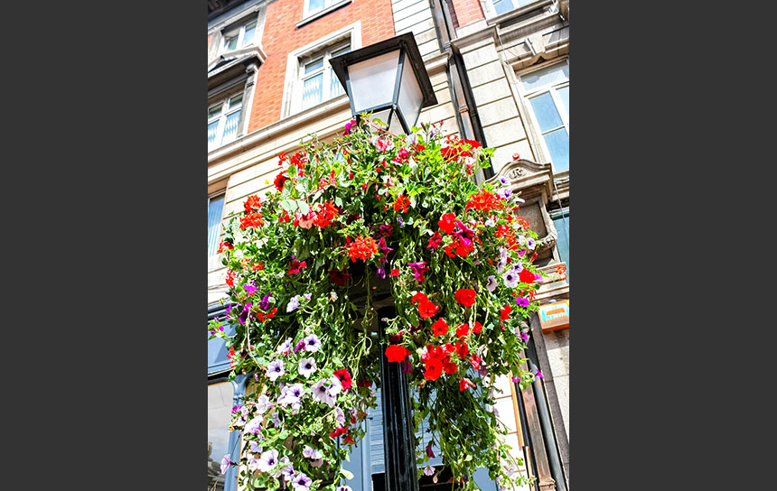 ダブリンの繁華街を彩る花飾り