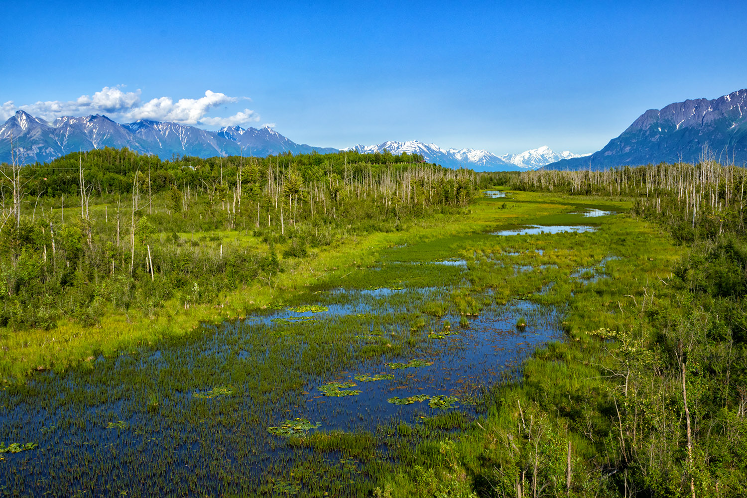 アラスカの森にある緑の湿地帯
