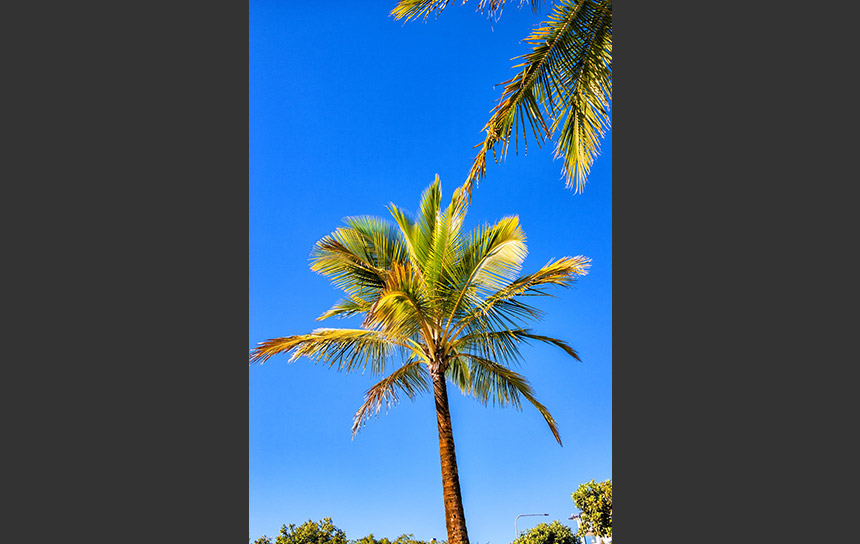 真っ青な空とケアンズ海岸のヤシの木