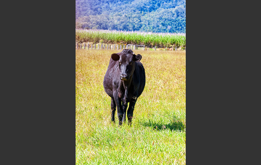 オーストラリアの牛