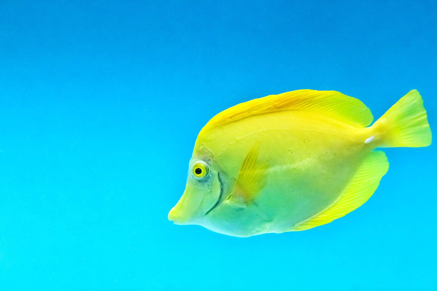 全身黄色の熱帯魚キイロハギ