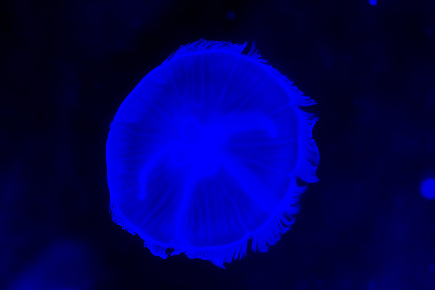 海の不思議生物ミズクラゲ
