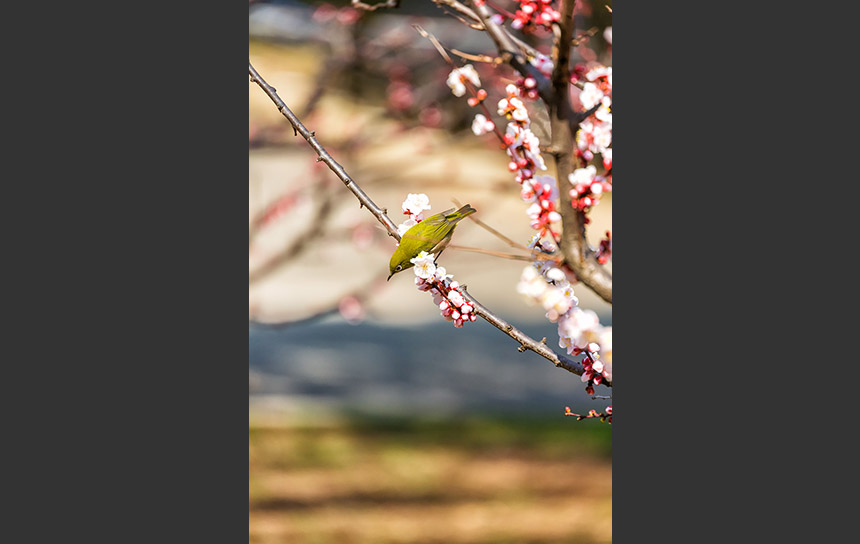 江戸に春が訪れ、咲いた梅にやってきたメジロ