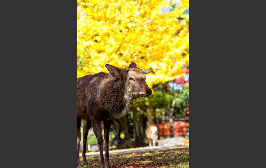 黄色く色づいた木々と秋のニホンジカ(鹿)