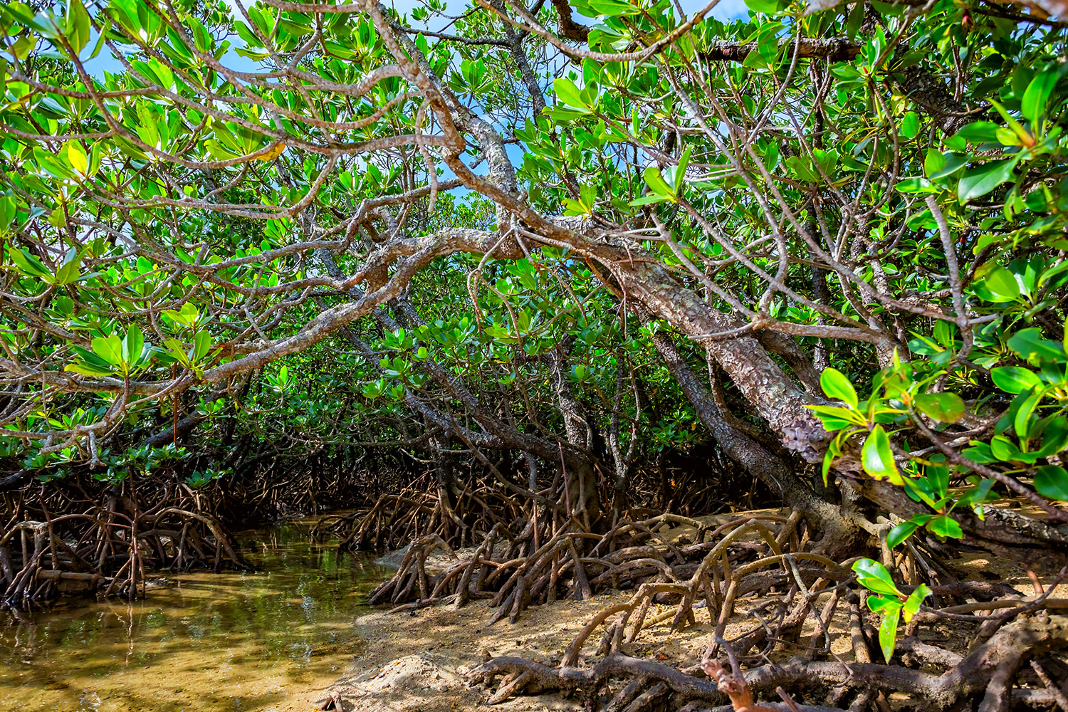 石垣島吹通川、樹海のようなマングローブの森