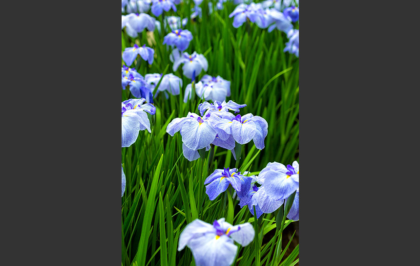 美しく縦に並んだ紫菖蒲の花々