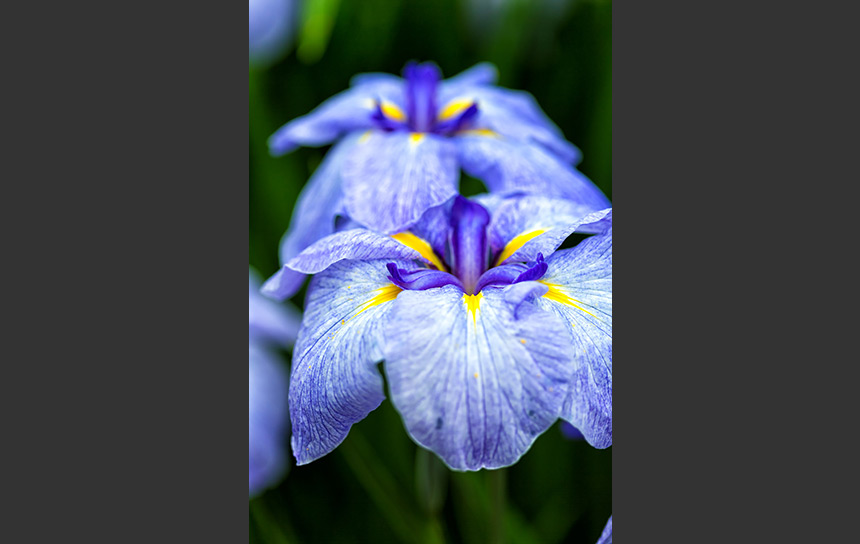 薄紫から紫に、色合い美人の菖蒲の花