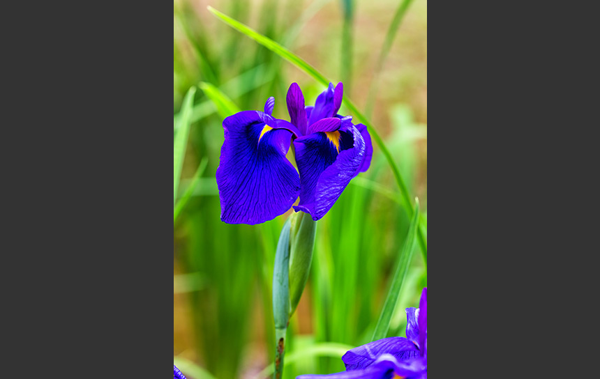可憐に咲く、紫菖蒲の花