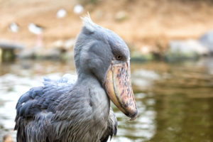 うなずくハシビロコウ 無料壁紙 商用利用可の画像素材ならfotoma フォトマ