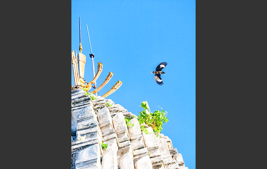 バンコクの名刹、鐘の寺ワットラカンの大仏塔を舞う鳥