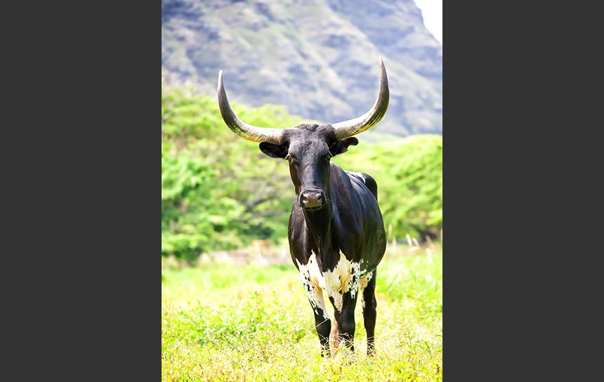 ハワイ･オアフ島、クアロア牧場で出会った角が凄い牛