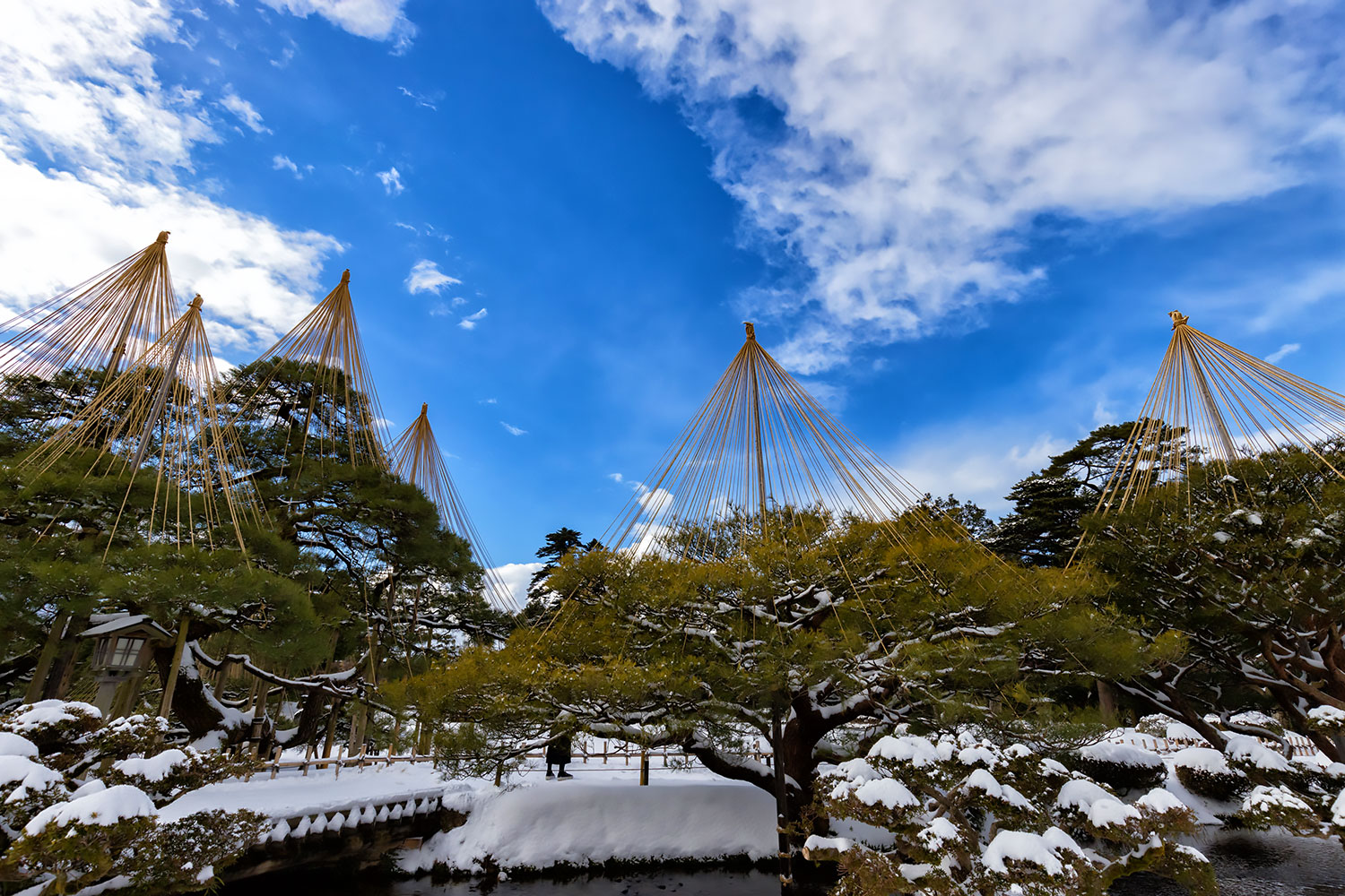 日本三名園・冬の兼六園、青空にはえる松の雪吊り