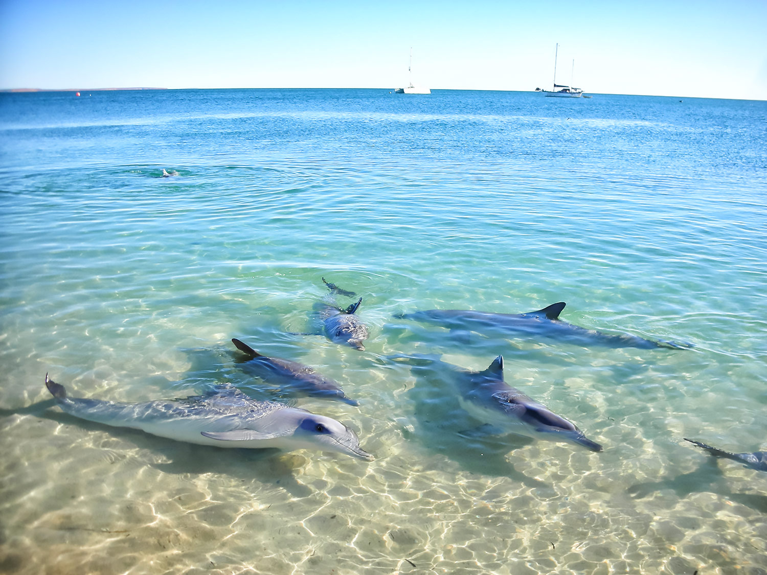 オーストラリア世界遺産・シャーク湾に暮らすイルカ