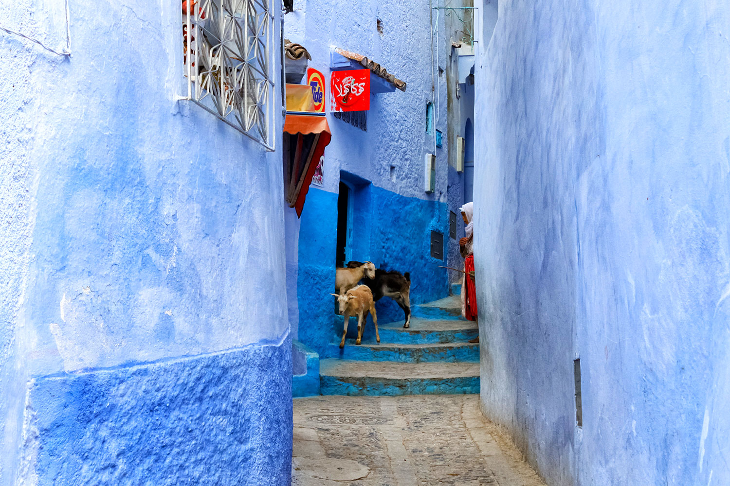 モロッコ・シャウエン、青の世界に現れたヤギさん