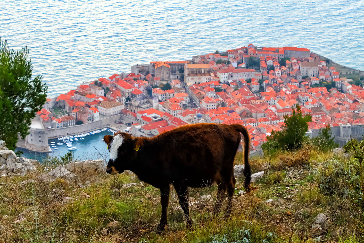 クロアチア・牛と世界遺産ドブロブニク要塞