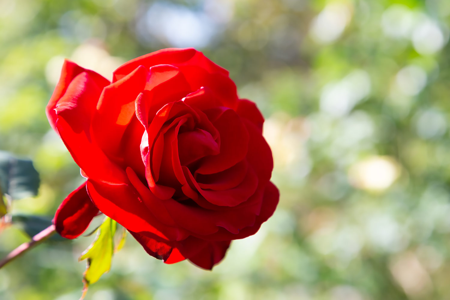 渦巻き型に広がる赤いバラ、レッドクイーン