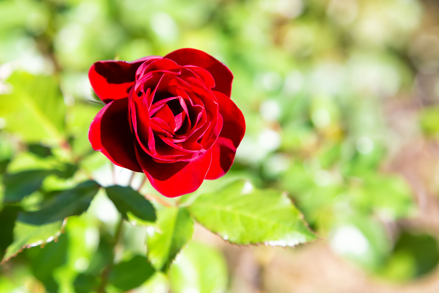 太陽の下で輝く真紅のバラ、ラバグルート