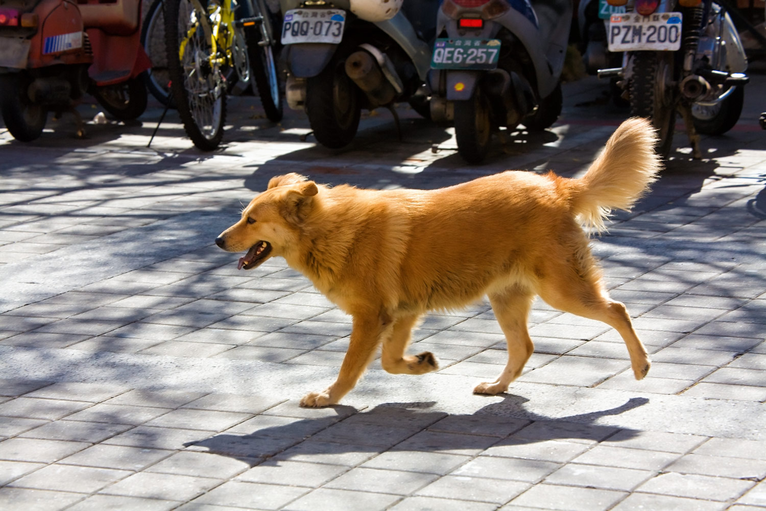 台湾の街を駆ける犬