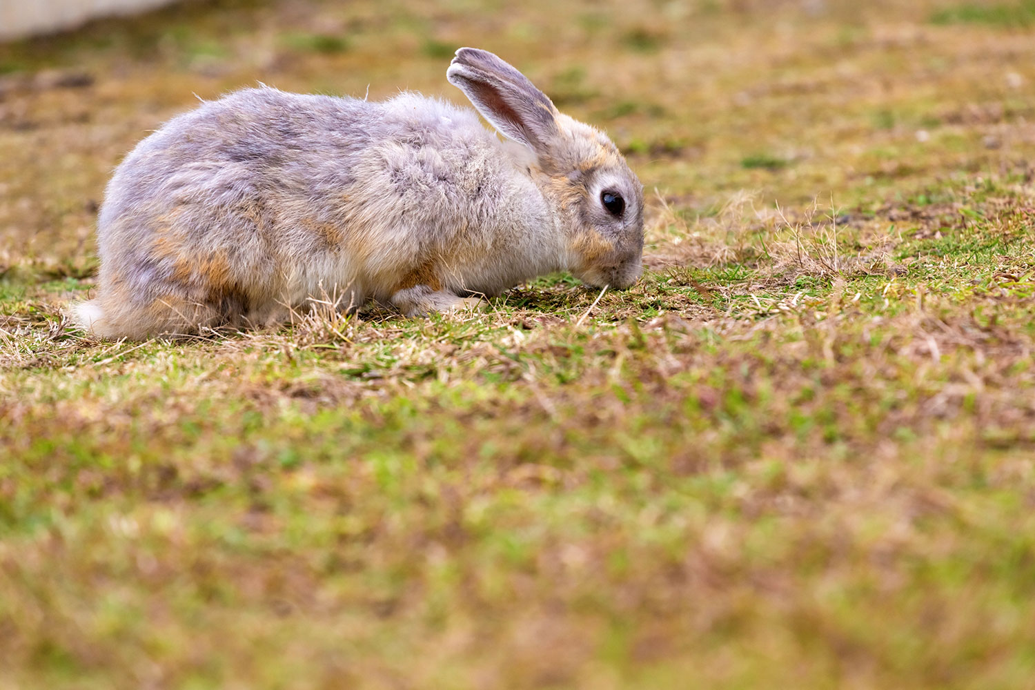 芝生で遊ぶウサギ
