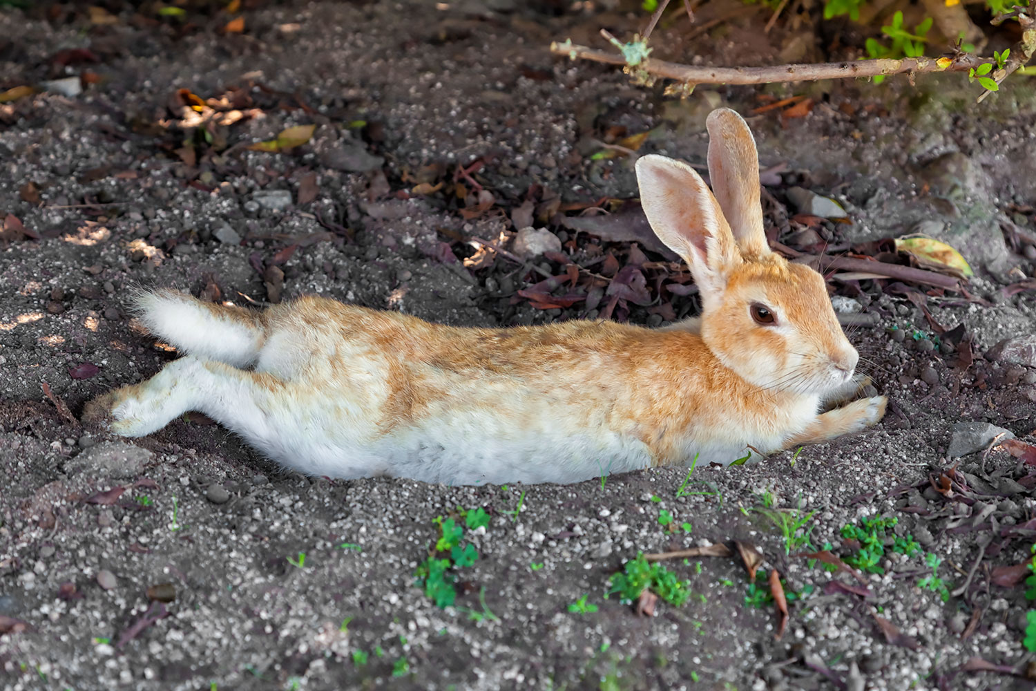 地面に寝そべるウサギさん