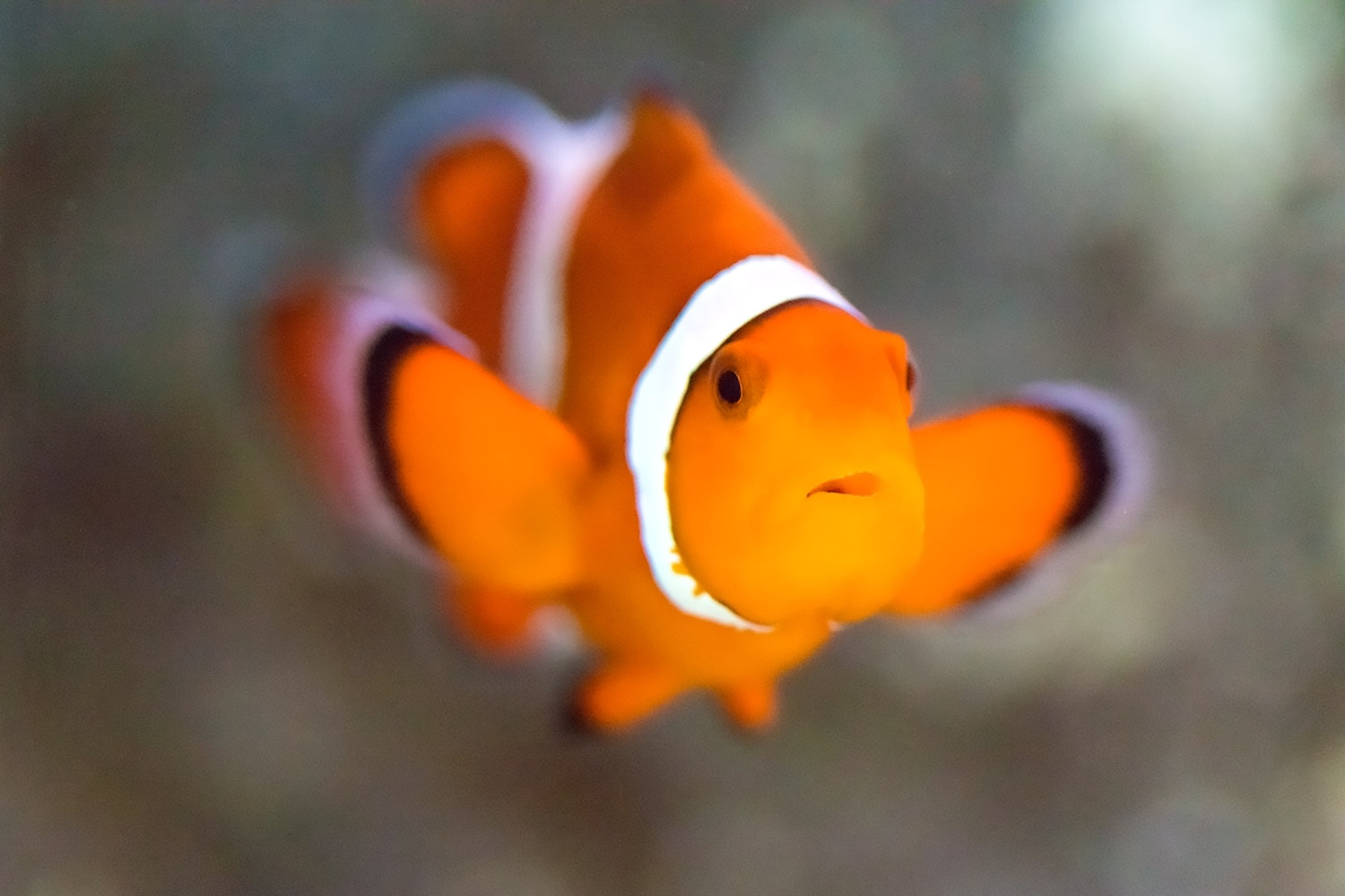 【カクレクマノミ】人気ナンバー1の熱帯魚