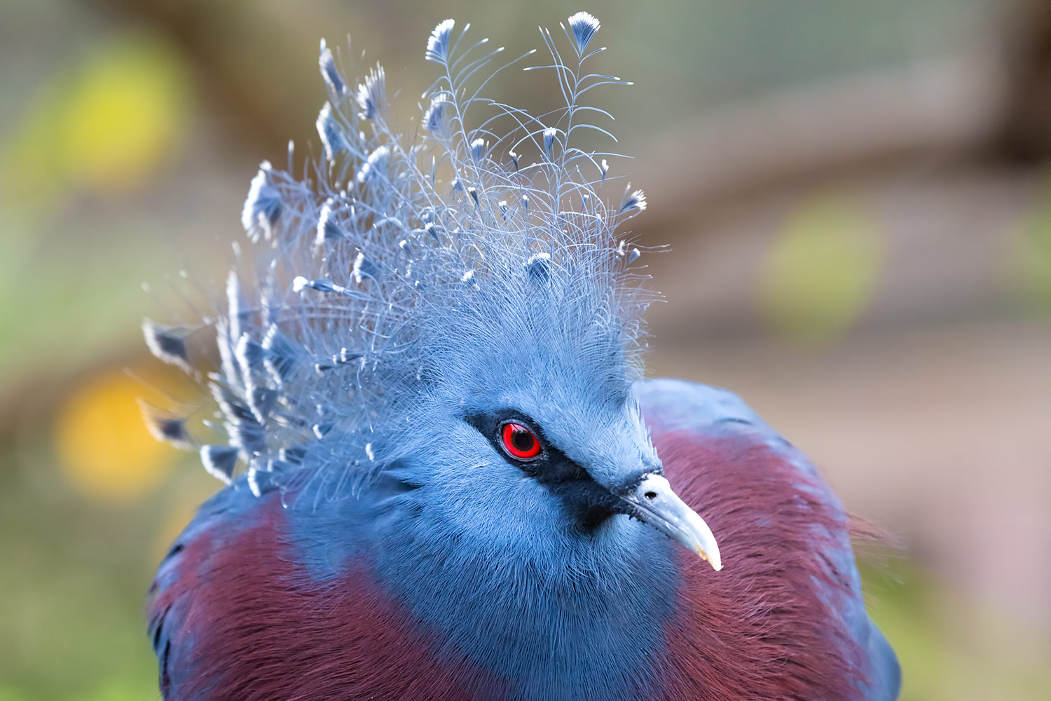 ニューギニアに住む青い鳩はオウギバト