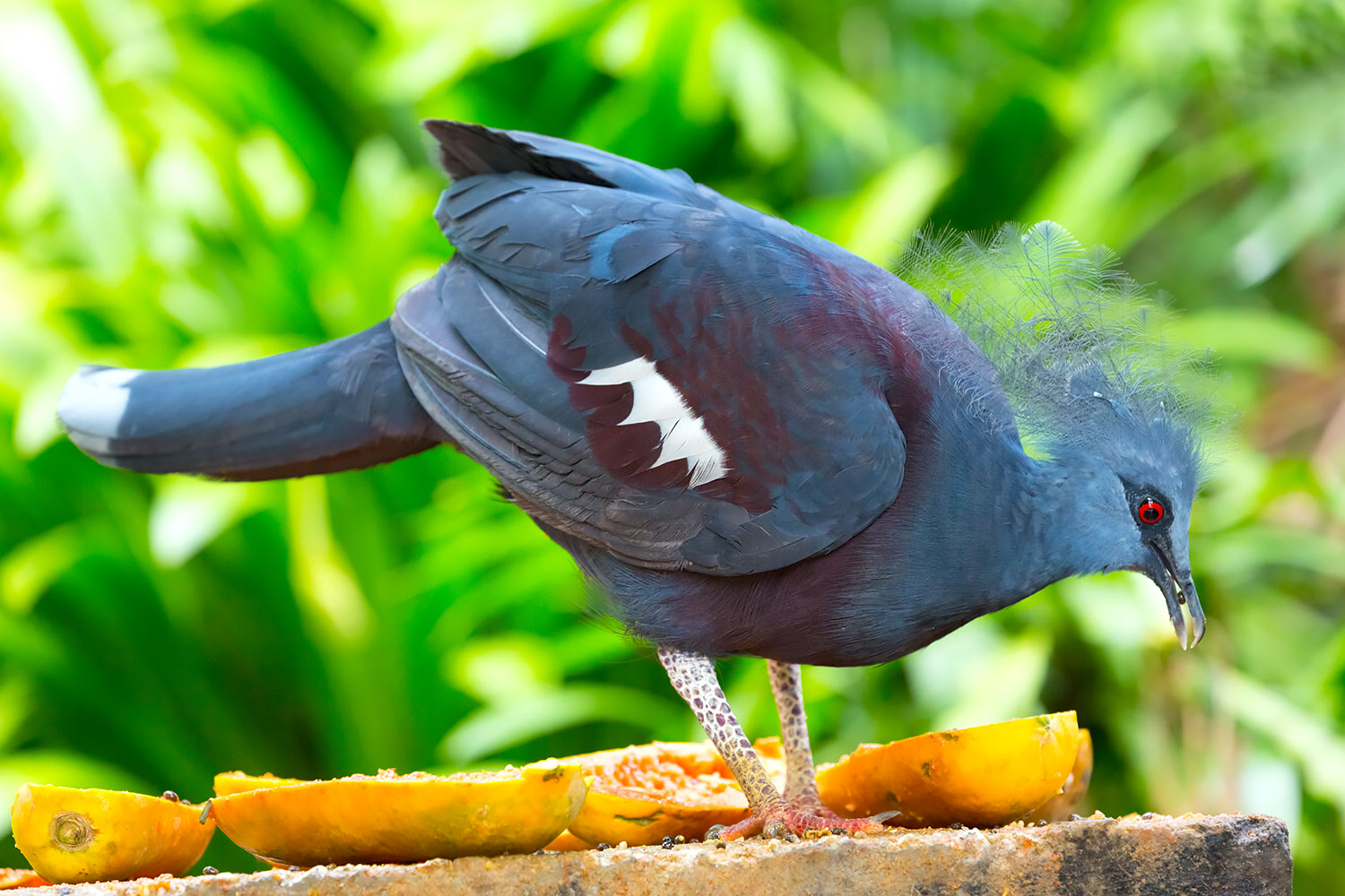 南国に住む青い鳥ことオウギバト