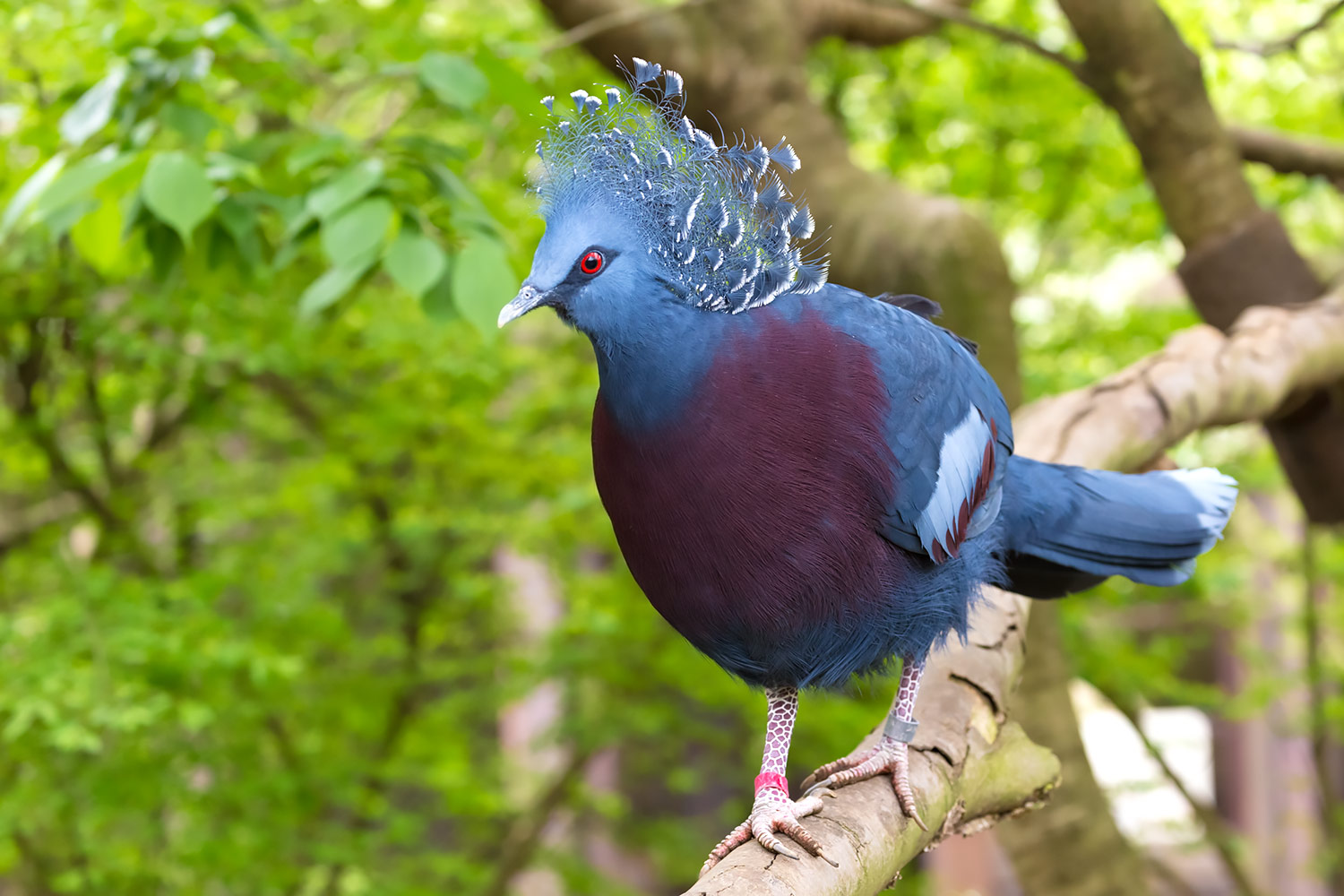 オウギバトの赤紫のお胸と青い羽