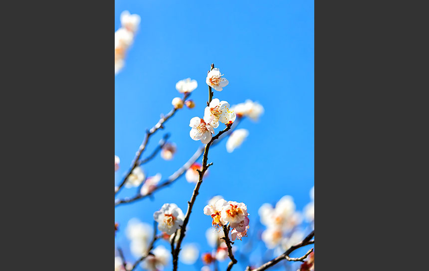 白い梅の花が咲く華やかな枝先