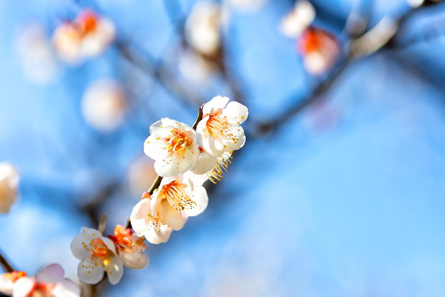 加賀の白い梅