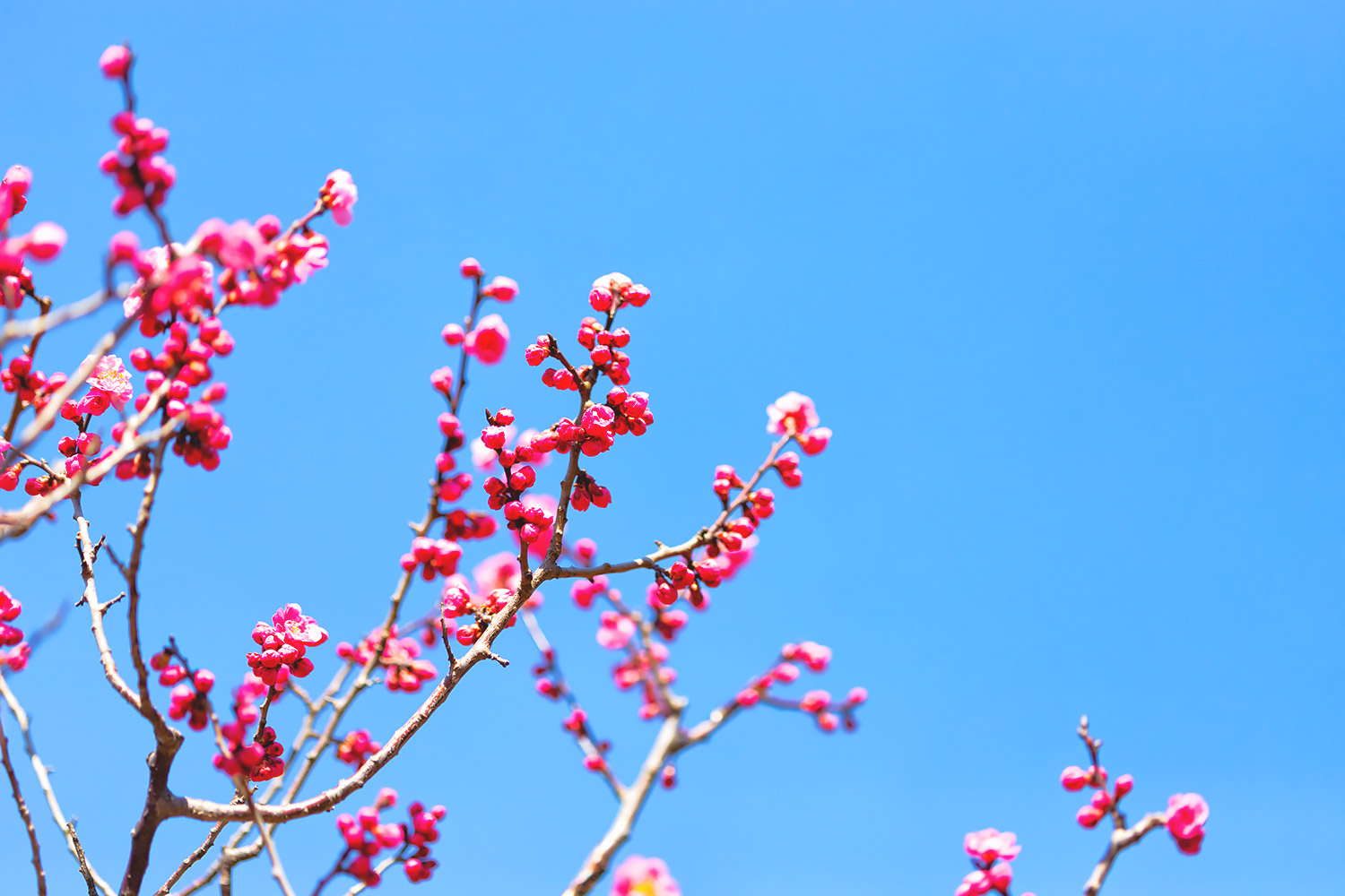 咲き誇る緋色の梅
