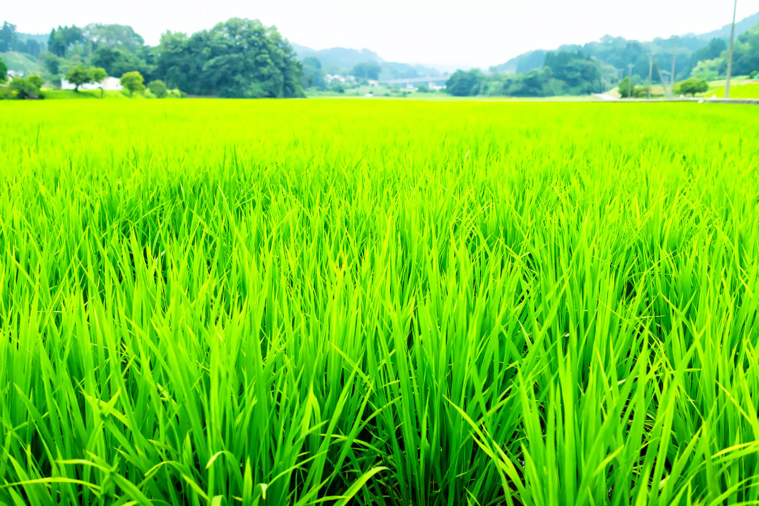 米どころ北陸のスクスク育つ稲
