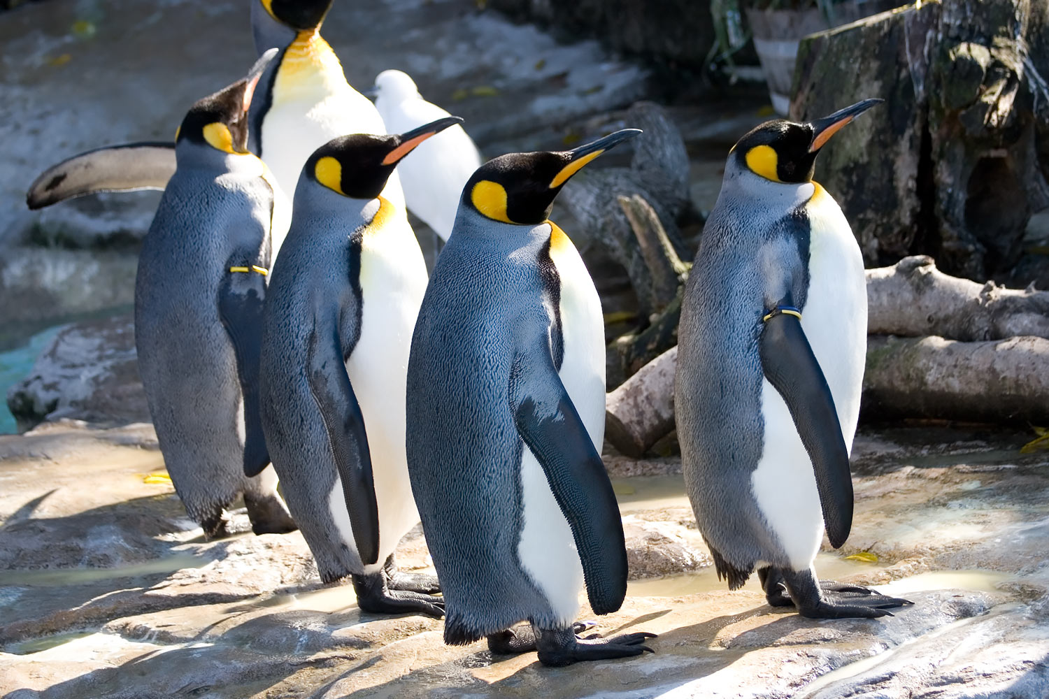 太陽に向かって立ち並ぶオウサマペンギン