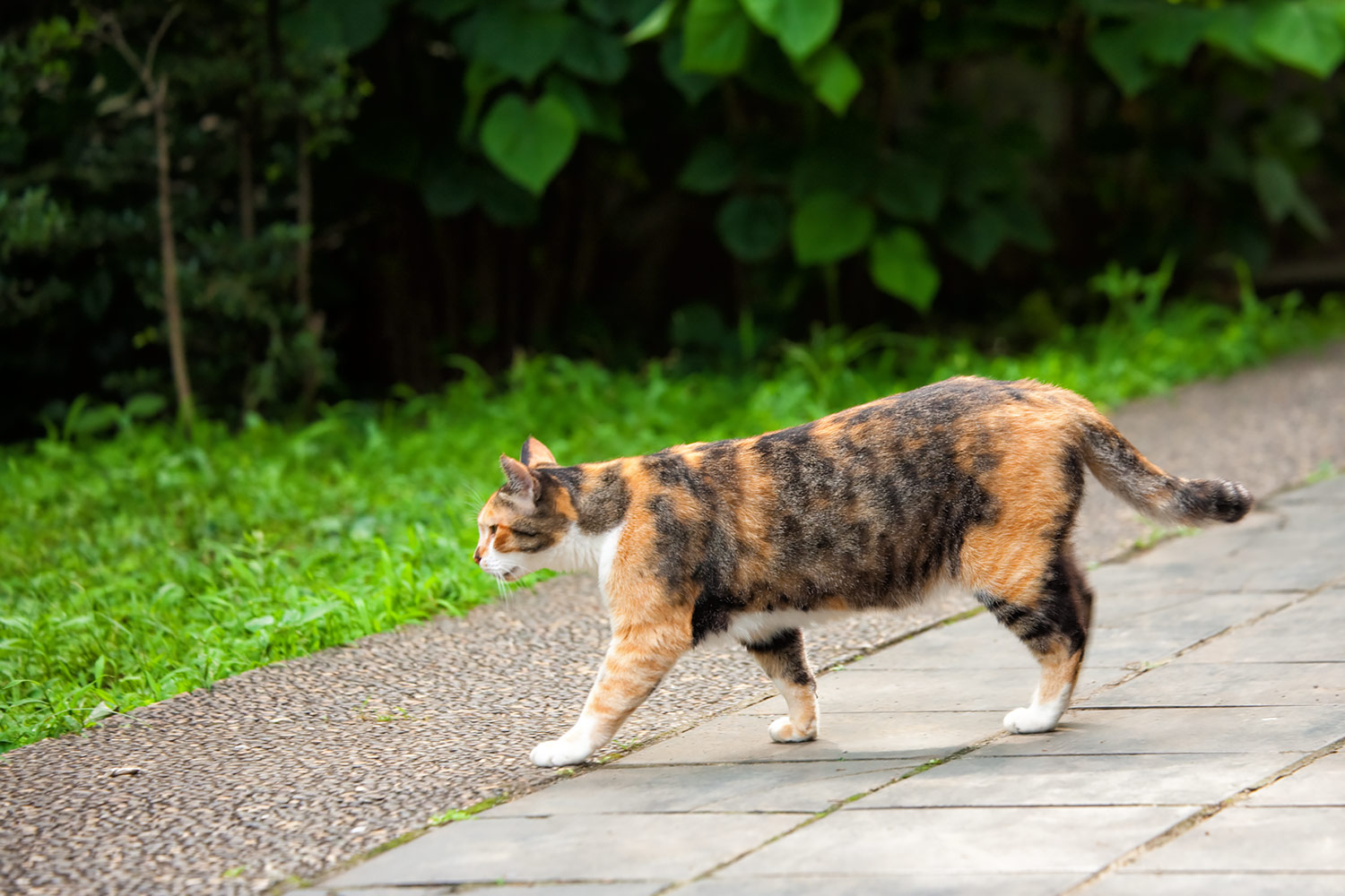 石畳を歩く薄い色の三毛ネコ
