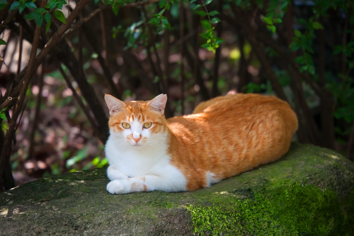 苔むした岩に座る茶色と白の猫