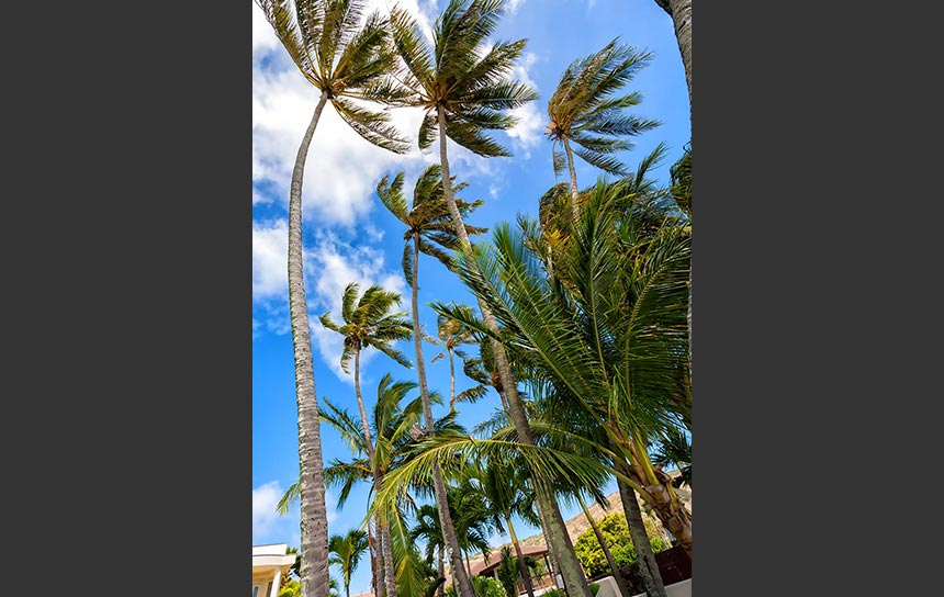 オアフ島、風にそよぐ椰子の木