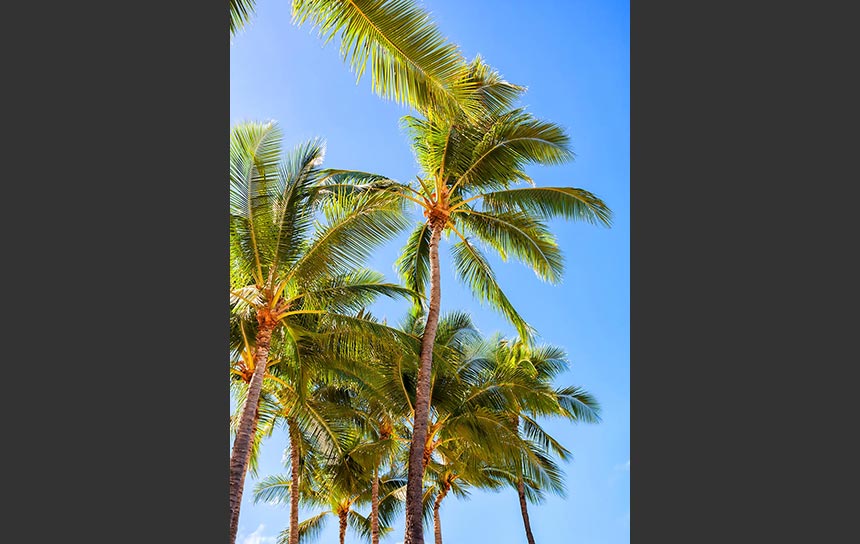 ハワイの青空と椰子の木々