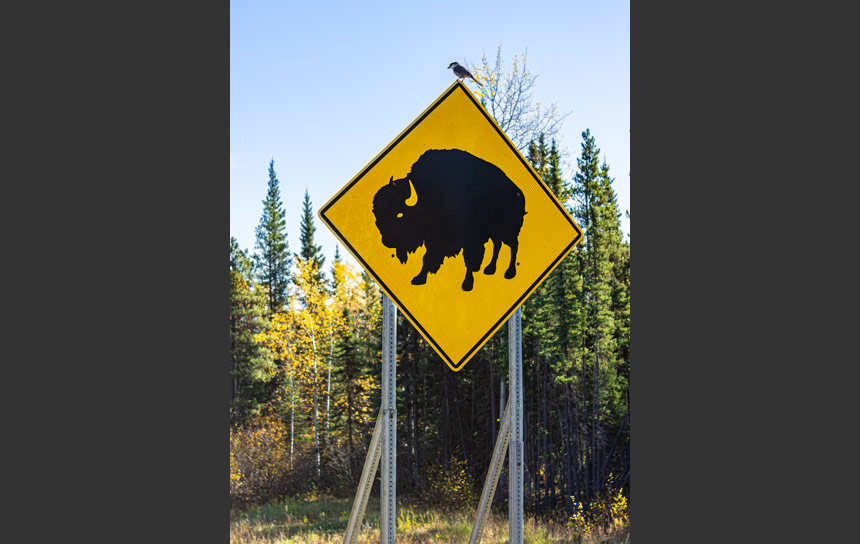カナダ･ブリティッシュコロンビア州バッファロー注意の標識
