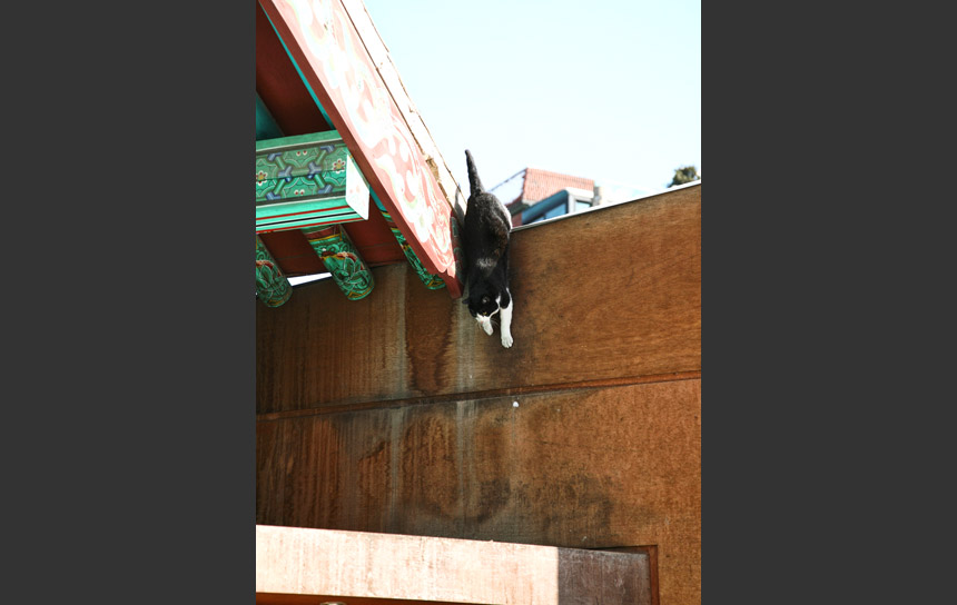 雪の朝、お寺の屋根から飛んできた白黒の猫