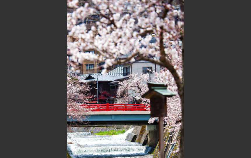 飛騨神岡を流れる山田川と桜並木