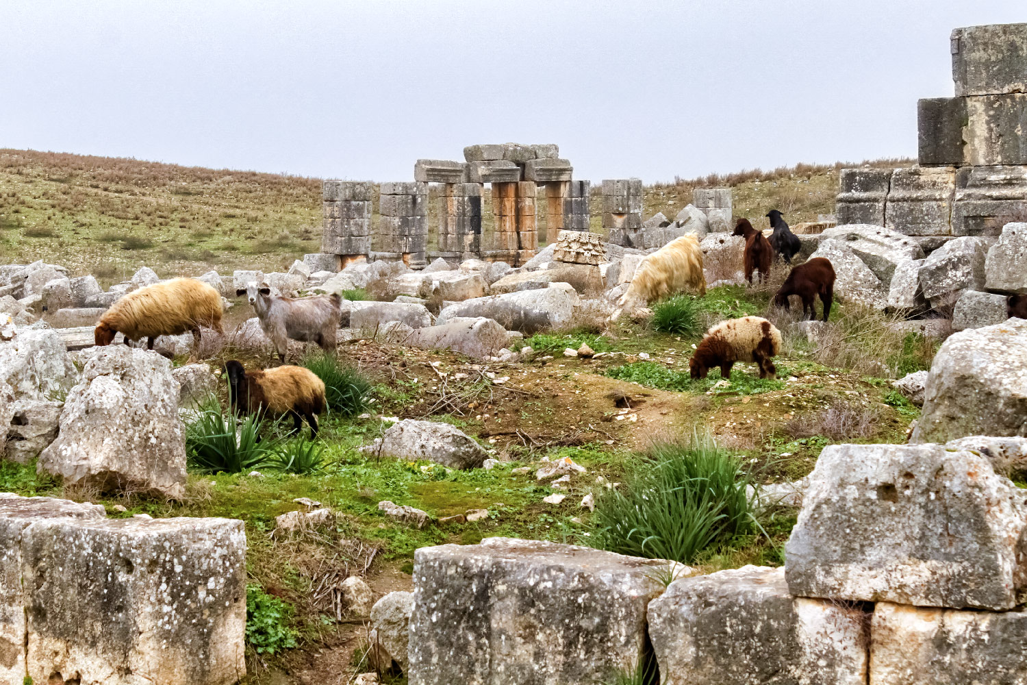 シリアのアパメラ遺跡で過ごす羊とヤギ