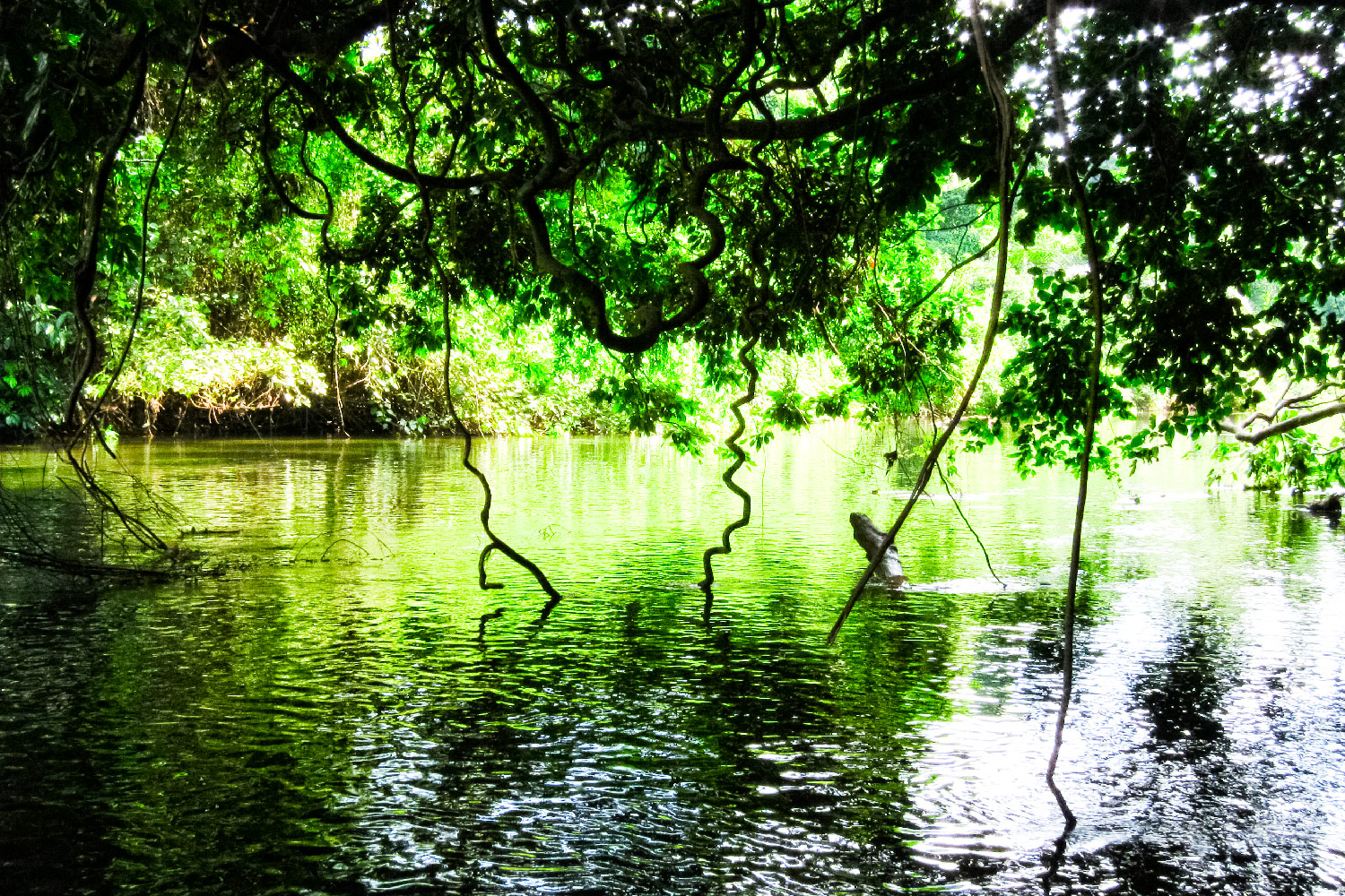 コンゴ共和国の奥地でみかけた緑に輝くジャングル