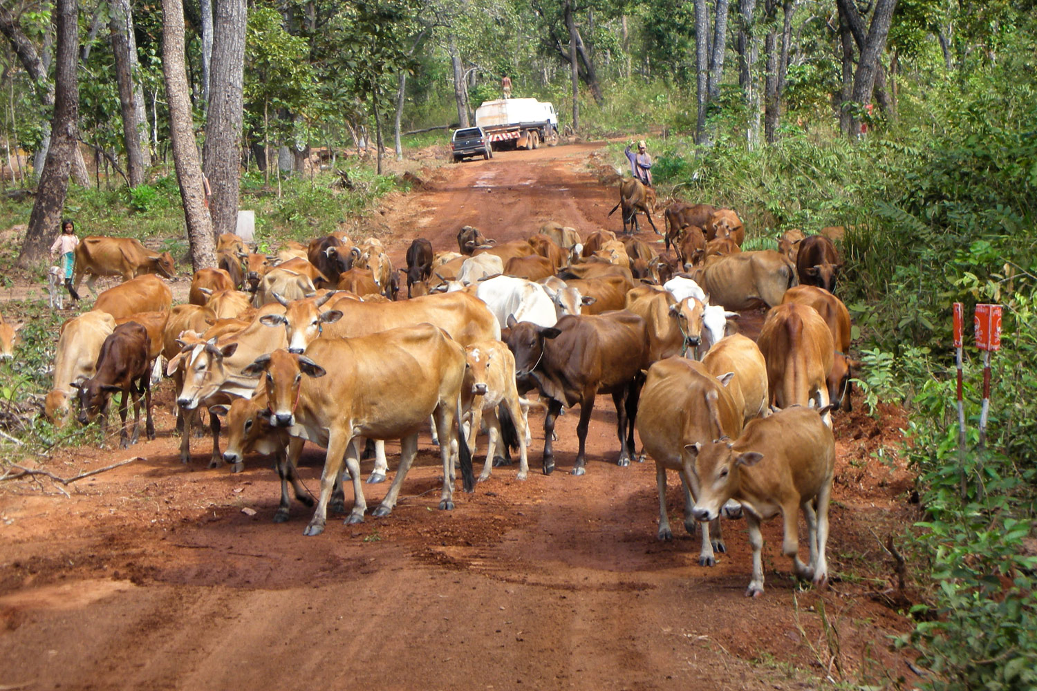 カンボジア･シェムリアップ向かってくる牛の大群