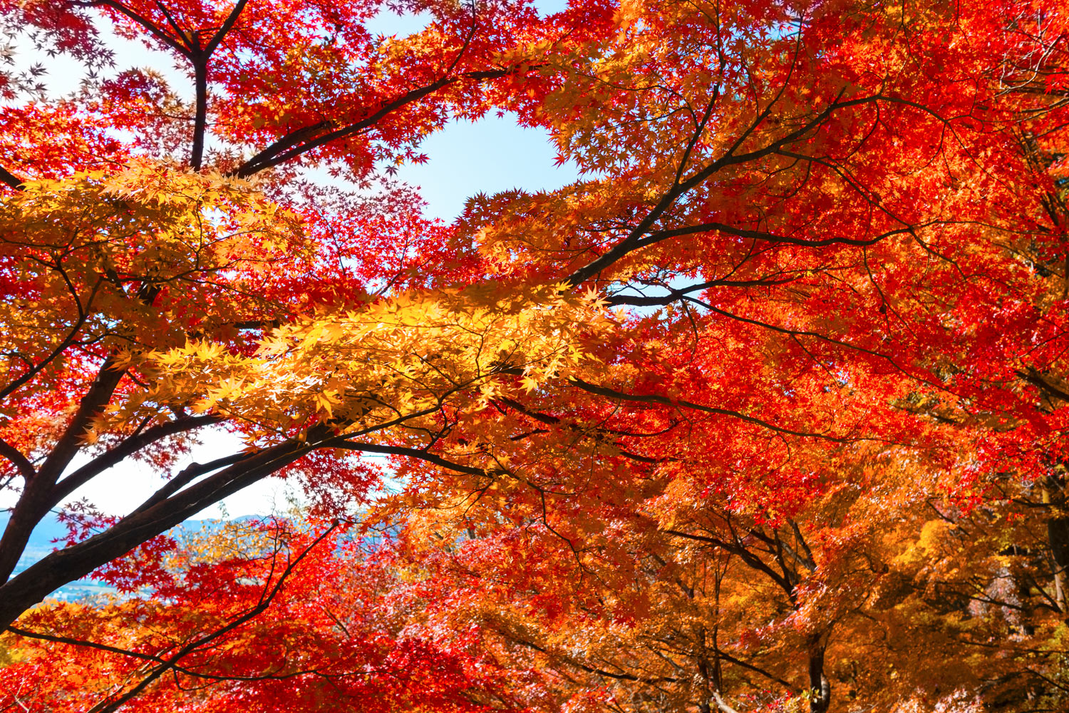 越前の紅葉の名所、鯖江市の西山公園