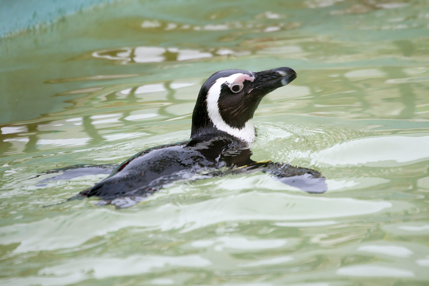 すいすい泳ぐケープペンギン