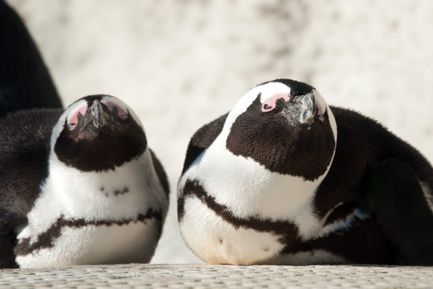 寝そべる二羽のケープペンギン